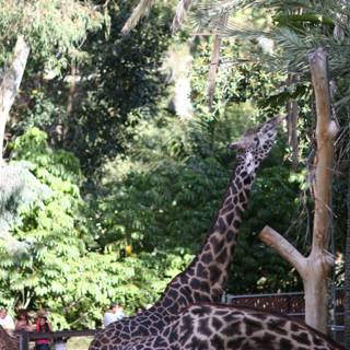 Giraffe snacking in the zoo