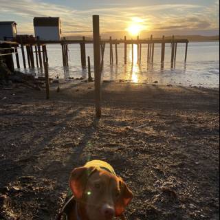 Sunset Stroll with a Canine Companion