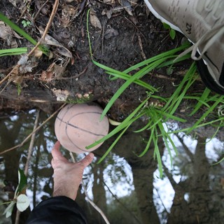 Discovering a Wild Mushroom in the Forest