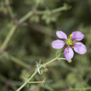Petite Purple Geranium