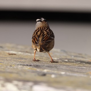 White-crowned Sparrow on Weathered Wooden Deck