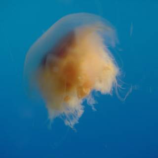 Graceful Jellyfish in the Blue Ocean