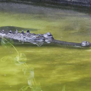 Stealth and Serenity: A Crocodile at Rest