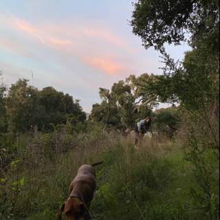 Nature Walk with Man's Best Friend