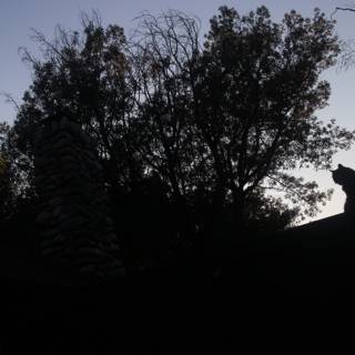 Silhouette of a cat on a tree-lined rooftop at dusk
