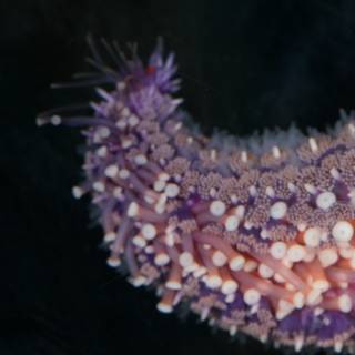 Vibrant Purple Sea Anemone