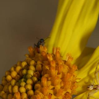Busy Buzzing on a Yellow Daisy