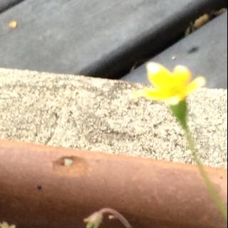 Yellow Anemone Flower on a Wooden Ledge