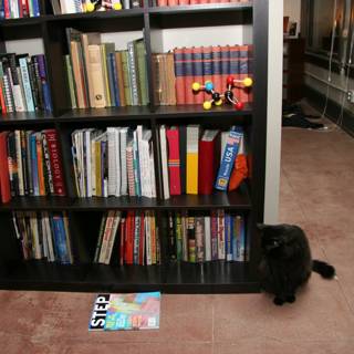 The Bookshelf Cat