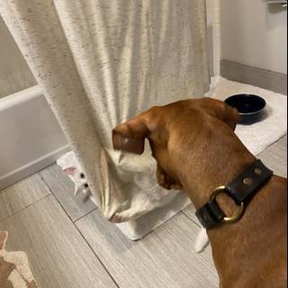 Inquisitive Basenji Investigates Shower Curtain