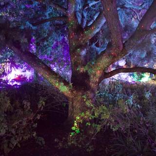 Enchanted Arboreal Glow
