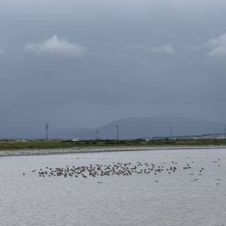 Tranquil Overcast at San Pablo Bay