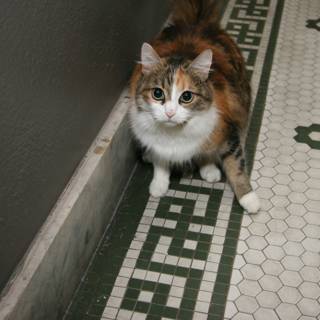 Paws on Tile