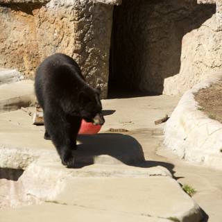 The Urban Wanderer: Encounter with a Black Bear