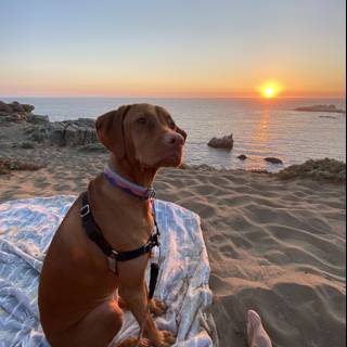 Beach Bliss with My Canine Companion