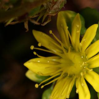 Yellow Geranium with Water Droplets