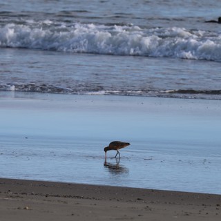 Shorebird Foraging in Shallow Surf at Twilight