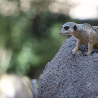 Meerkat on the Lookout
