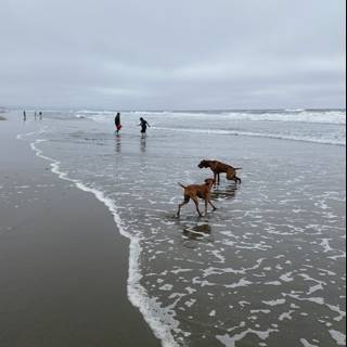 A Walk on the Beach with Man's Best Friend