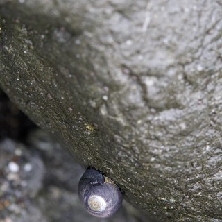 Periwinkle Snail Clinging to Rocky Coastal Boulder