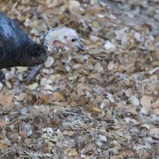 Woodland Raptor