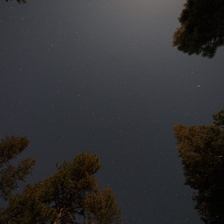 Starry Night Sky Over Pine Forest Canopy