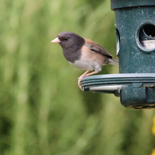 Dark-eyed Junco at Green Tube Feeder