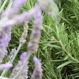 Aromatic Symphony: Lavender and Rosemary