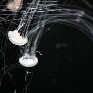 Dancing in the Sea: A group of jellyfish