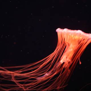 Radiant Red Jellyfish