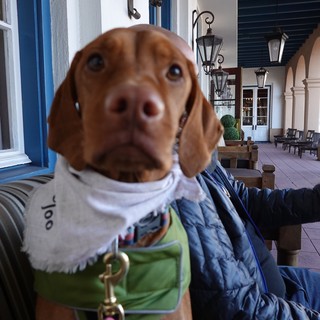 Dachshund in Winter Clothing on Historic Porch