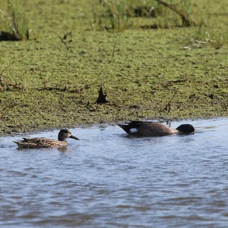 Northern Shoveler Ducks Foraging in Wetland Shallows