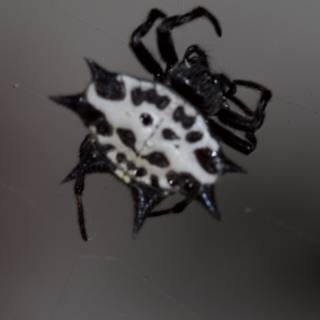 White-Spotted Garden Spider