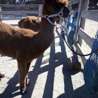 Curious Companions at Carmel Valley Ranch