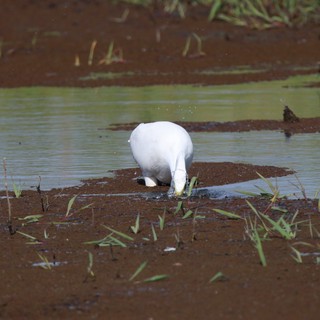 Great Egret Foraging in Flooded Agricultural Field