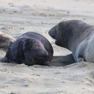 Elephant Seal Social Interaction at Drakes Beach