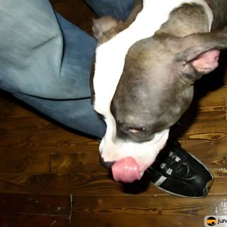 Shoe-Loving Bulldog