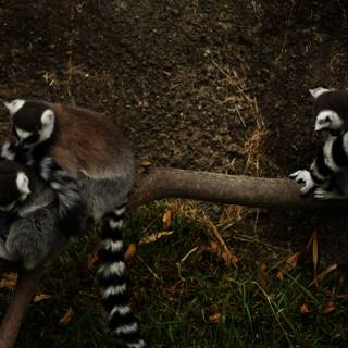 Capturing Wildlife Moments: The Lemurs of Oakland
