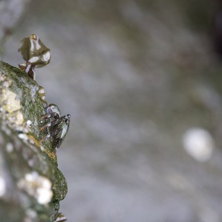 Tiny Crab Peeks From Algae-Covered Tidal Rock