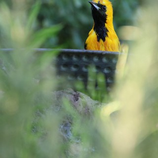 Hooded Oriole Perched Among Garden Foliage