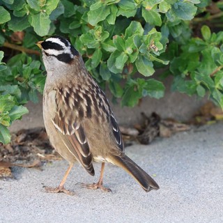 White-crowned Sparrow Foraging Near Coastal Vegetation
