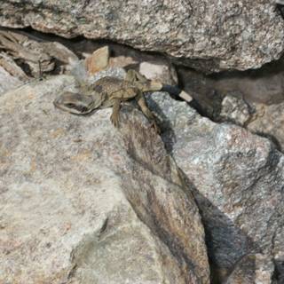 Forest Rock Lizard