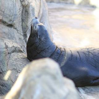 Lazy Seal Sunbathing on the Rocks