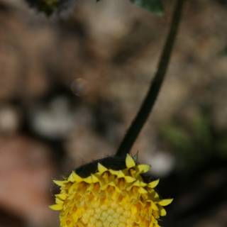 Blooming Yellow Marigold