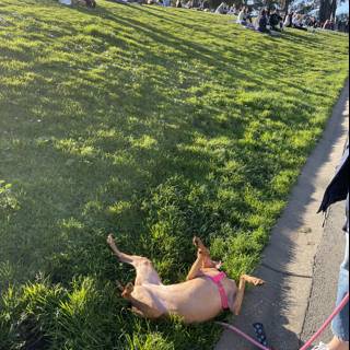Relaxed Canine in Alamo Square