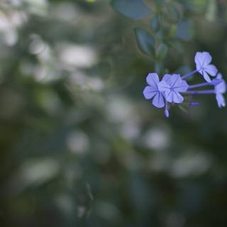 Solo Purple Geranium