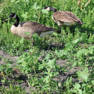Canada Geese Family Foraging in Wetland Vegetation
