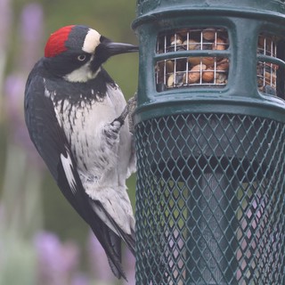 Acorn Woodpecker Feeding at Backyard Bird Feeder