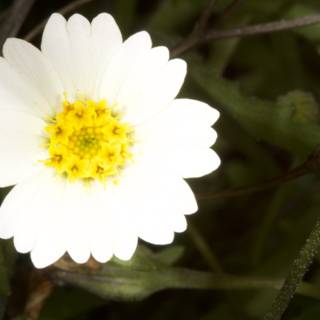 A White Daisy in the Midst of Green Foliage