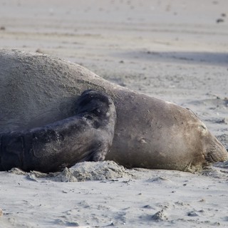 Elephant Seal Resting on Sandy Beach at Drakes Beach